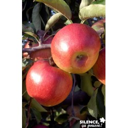 POMMIER 'Jonagold' FF...