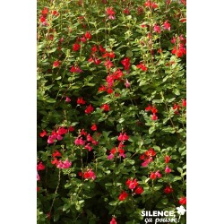 SALVIA grahamii FF C4.5L