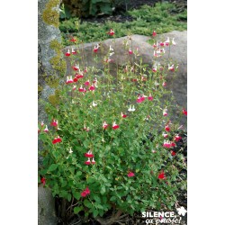SALVIA microphylla 'Hot...