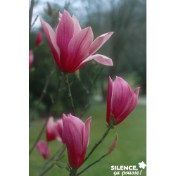 MAGNOLIA 'Spectrum' FF...