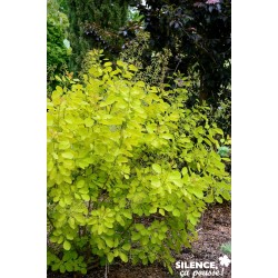 COTINUS coggygria 'Golden...