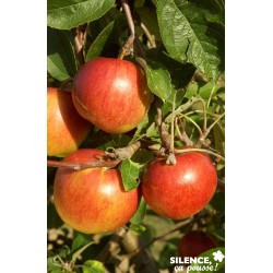 Pommier Elstar Tg-Gob-C10L