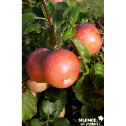 POMMIER 'Fuji' FF GOB C10L