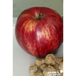 Pommier Royal Gala® Vf...