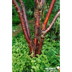 PRUNUS serrula Amber Scots®...