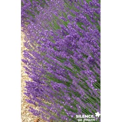 LAVANDULA angustifolia...