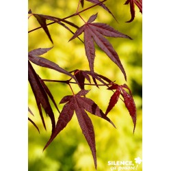 ACER palmatum 'Enkan' FF...