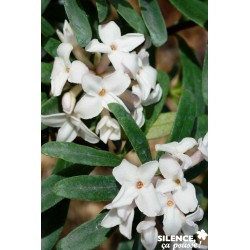 DAPHNE transatlantica...