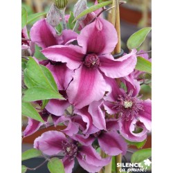 CLEMATIS Saphyra® 'Duo...