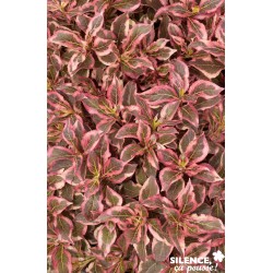 Weigela Florida Monet®...