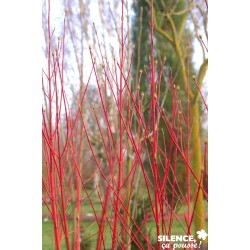 CORNUS alba 'Baton Rouge'...
