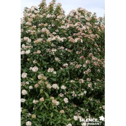 VIBURNUM tinus FF 30/40 C2L