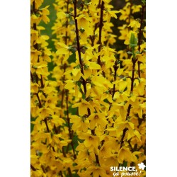 FORSYTHIA intermedia...