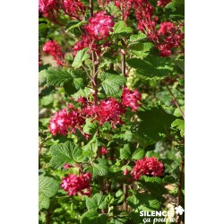 RIBES sanguineum Red Bross®...