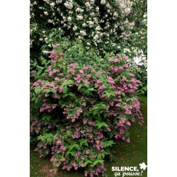 DEUTZIA 'Tourbillon Rouge'...