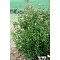 PRUNUS lusitanica...