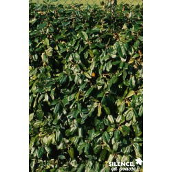 ELAEAGNUS submacrophylla FF...