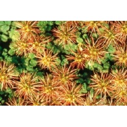ACAENA FF C0.65L