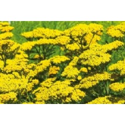 ACHILLEA tomentosa FF C0.65L
