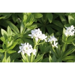 ASPERULE odorante FF C0.65L