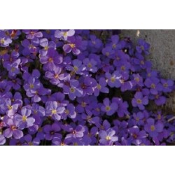 AUBRIETA gracilis 'Kitte...
