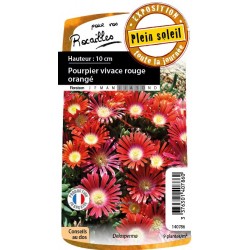 DELOSPERMA 'Red Mountain'...