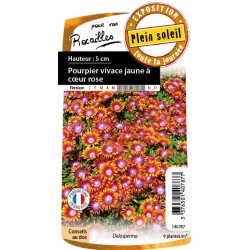 DELOSPERMA cooperi 'Fire...