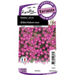 OEILLET 'Kahori Pink' FF...