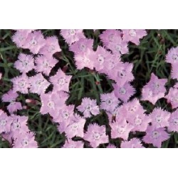 DIANTHUS gratianopolitanus...