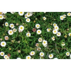 ERIGERON karvinskianus FF...