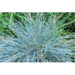 FESTUCA glauca FF C0.65L