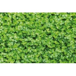 SOLEIROLIA soleirolii FF...