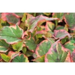 HOUTTUYNIA cordata...