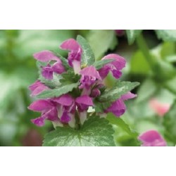 LAMIUM maculatum 'Beacon...