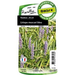 LIRIOPE muscari FF C0.65L