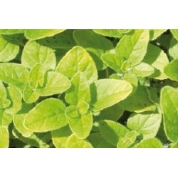 ORIGAN dore FF C0.65L