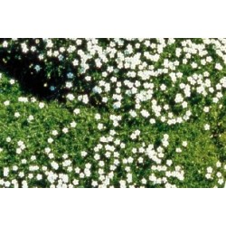 SAGINA subulata FF C0.65L