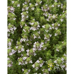 THYM serpolet FF C0.65L