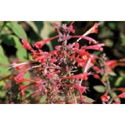 AGASTACHE 'Firebird' FF C0.65L