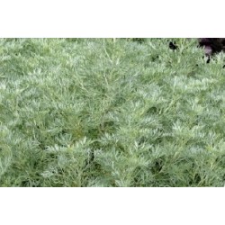 ARTEMISIA 'Powis Castle' FF...