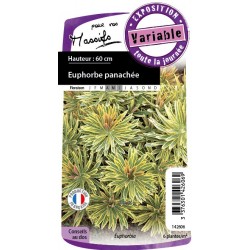 EUPHORBIA martini Ascot...