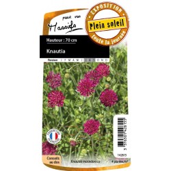 KNAUTIA macedonica FF C0.65L