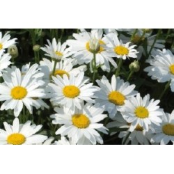 CHRYSANTHEMUM maximum...