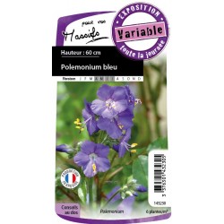 POLEMONIUM caeruleum FF C0.65L