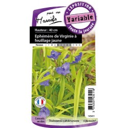 TRADESCANTIA andersoniana...