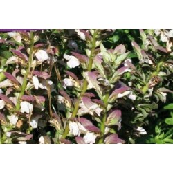 ACANTHUS assorti FF C0.65L