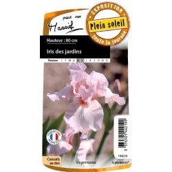 IRIS germanica 'One Desire'...
