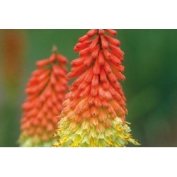 KNIPHOFIA uvaria FF C0.65L