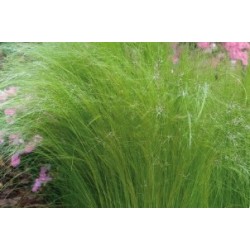 STIPA tenuissima FF C0.65L