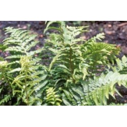 DRYOPTERIS erythrosora FF...